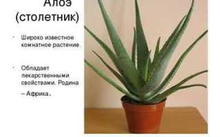Алоэ при беременности: можно ли его принимать внутрь и как это влияет?