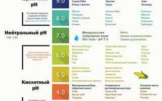 Щелочное питание: чем оно полезно и какие продукты относятся к щелочным для здоровья