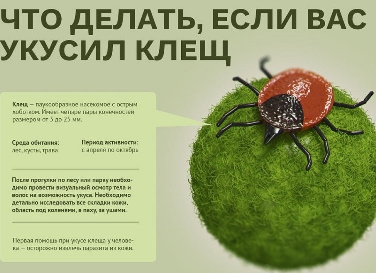 Что делать, если вас укусил клещ?